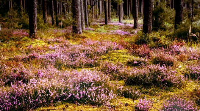 Heather fields in full bloom covering the forest floor under tall pine trees in Poland, photographed in late summer golden light