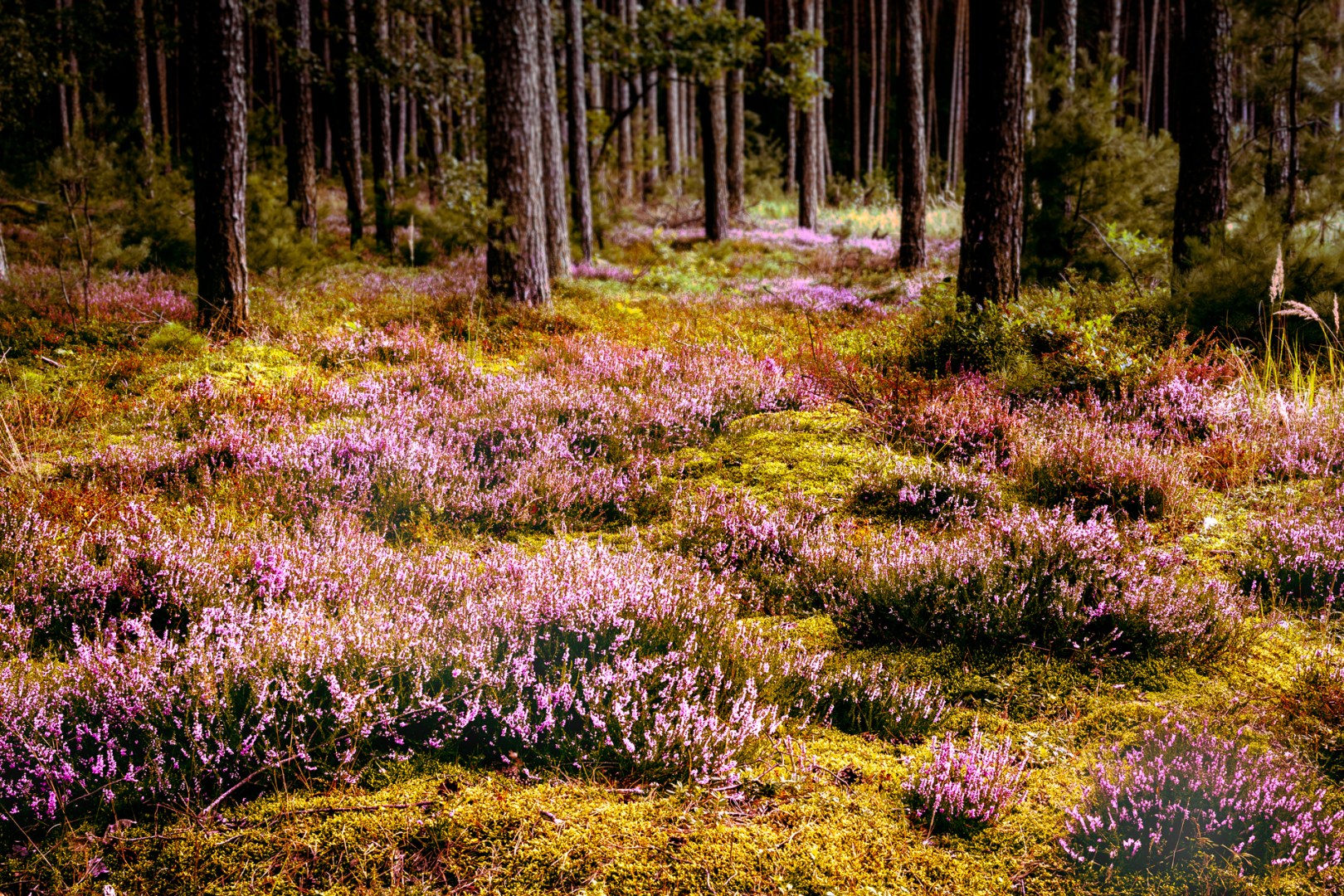 Heather fields in full bloom covering the forest floor under tall pine trees in Poland, photographed in late summer golden light