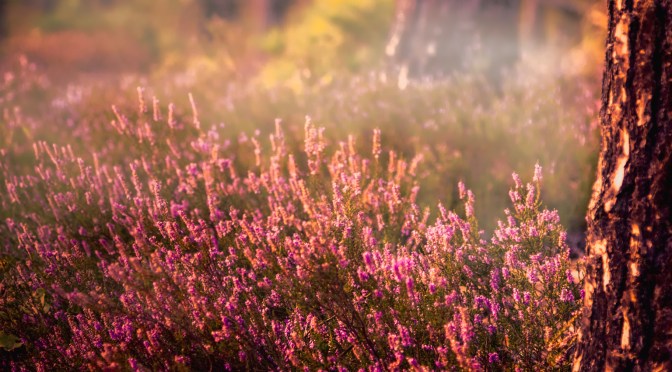 Heather blooming in a pine forest at sunset with golden light and evening fog rising