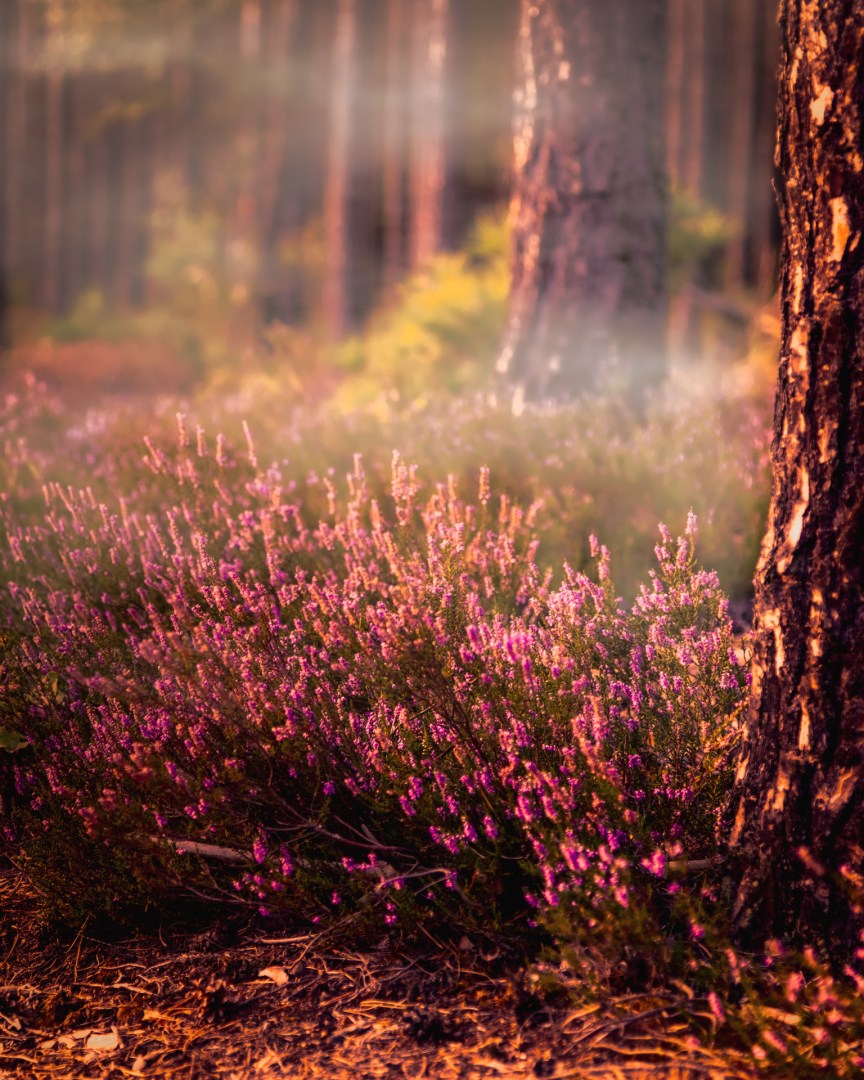 Heather blooming in a pine forest at sunset with golden light and evening fog rising