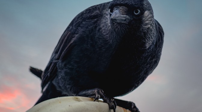 👁 Seconds to Focus: A Close-Up of a Jackdaw on My Balcony