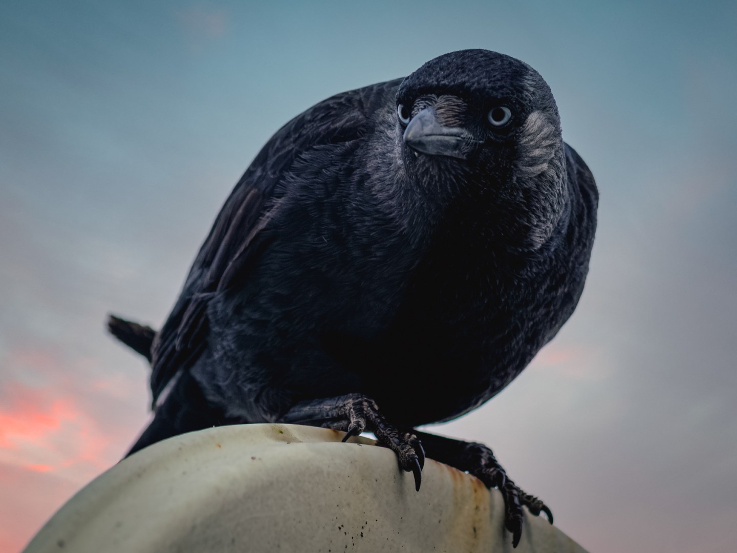 Close-up photo of a jackdaw perched on a satellite dish at sunset