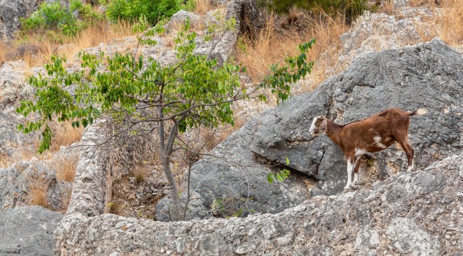 Wild goat perched on rocky cliff at Alanya Castle, Turkey