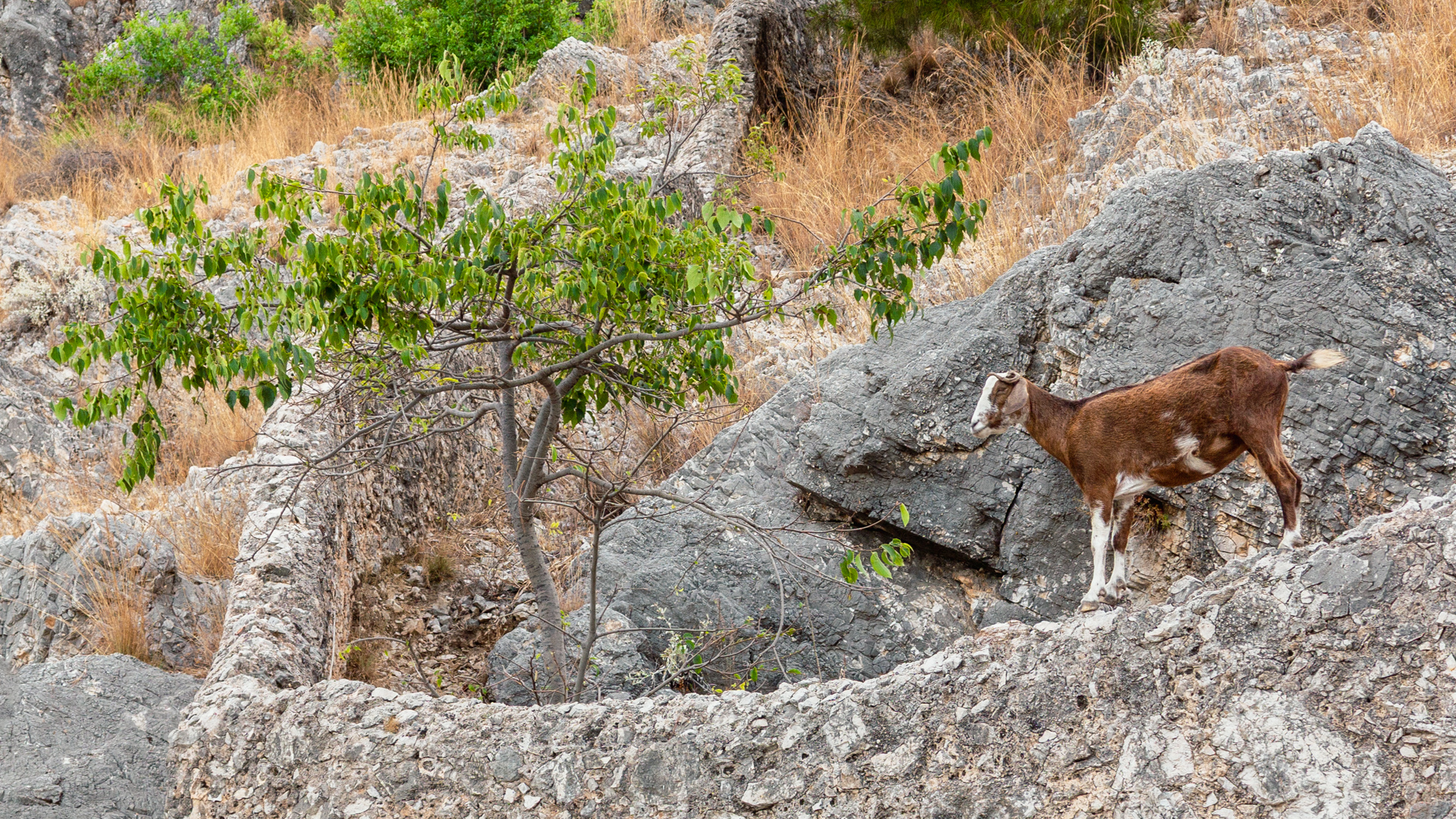Wild goat perched on rocky cliff at Alanya Castle, Turkey