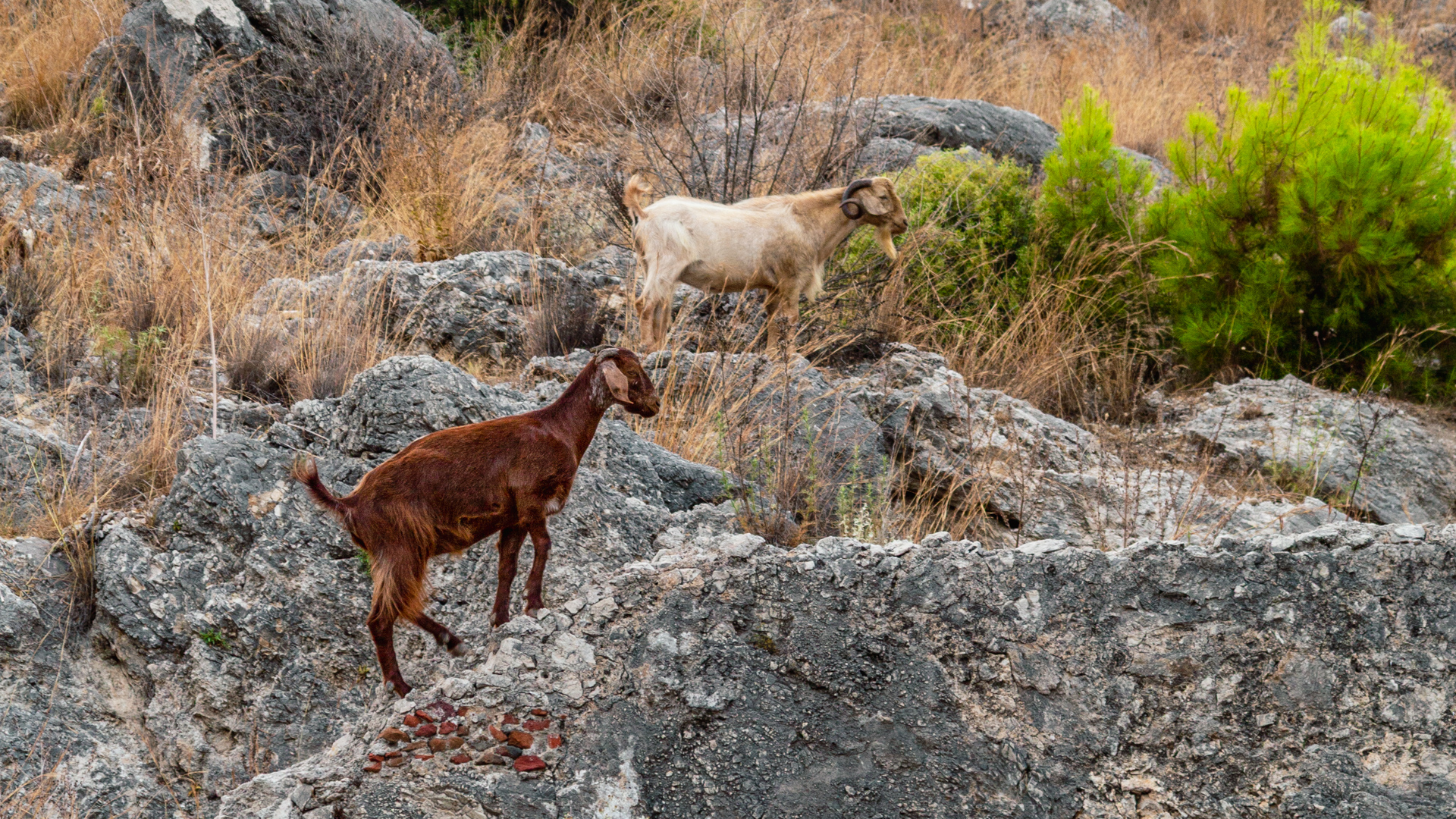 Two wild goats climbing rocky slopes beneath Alanya Castle, Turkey