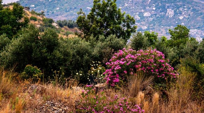 Pink wildflowers leading toward a limestone ridge by a turquoise pool in a Mediterranean-style summer landscape