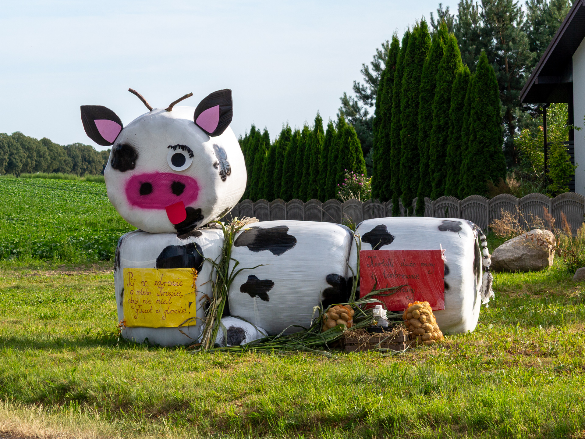 Hay bale cow decoration with painted spots at dożynki festival