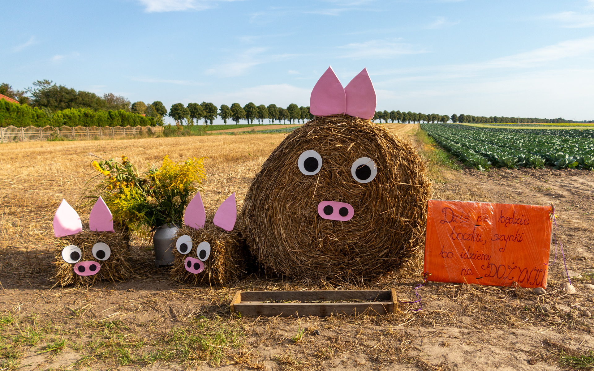Hay bale pig family with pink ears at Polish harvest festival