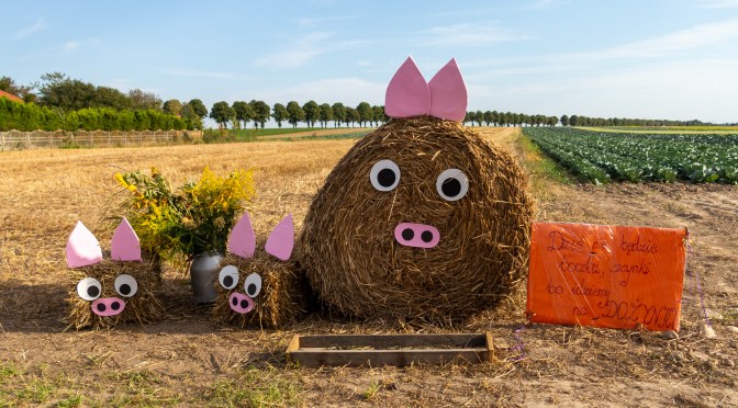Hay bale pig family with pink ears at Polish harvest festival