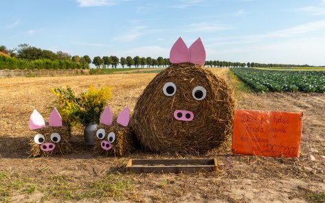 Hay bale pig family with pink ears at Polish harvest festival