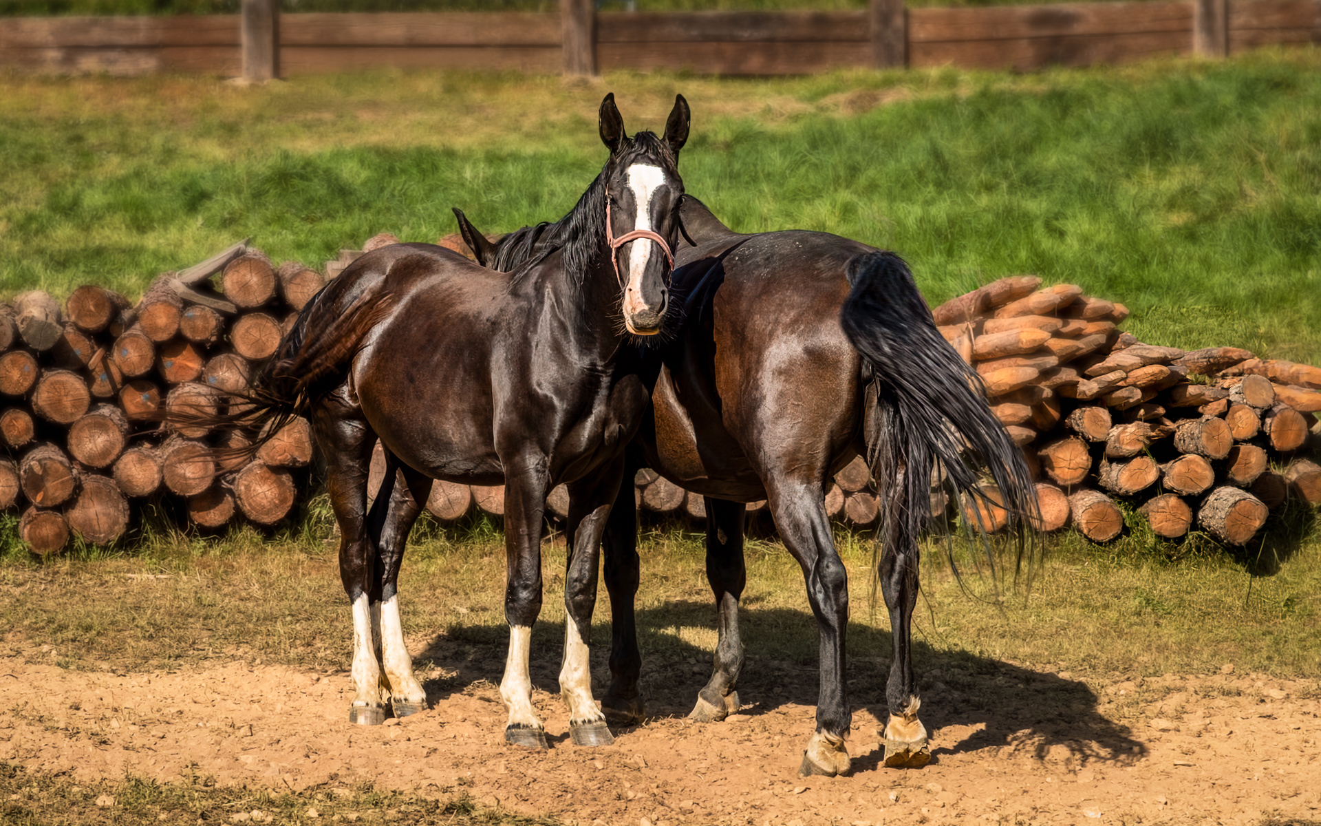 Two dark horses standing together by a wooden fence and stacked logs in a summer pasture