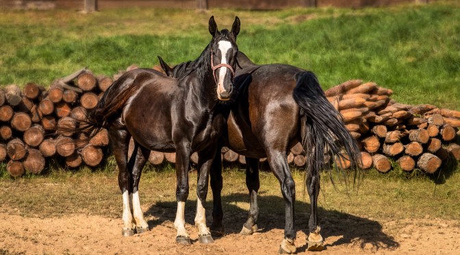 Two dark horses standing together by a wooden fence and stacked logs in a summer pasture