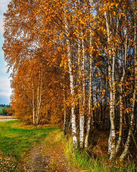 A quiet path lined with birch trees and golden leaves during the Polish autumn season
