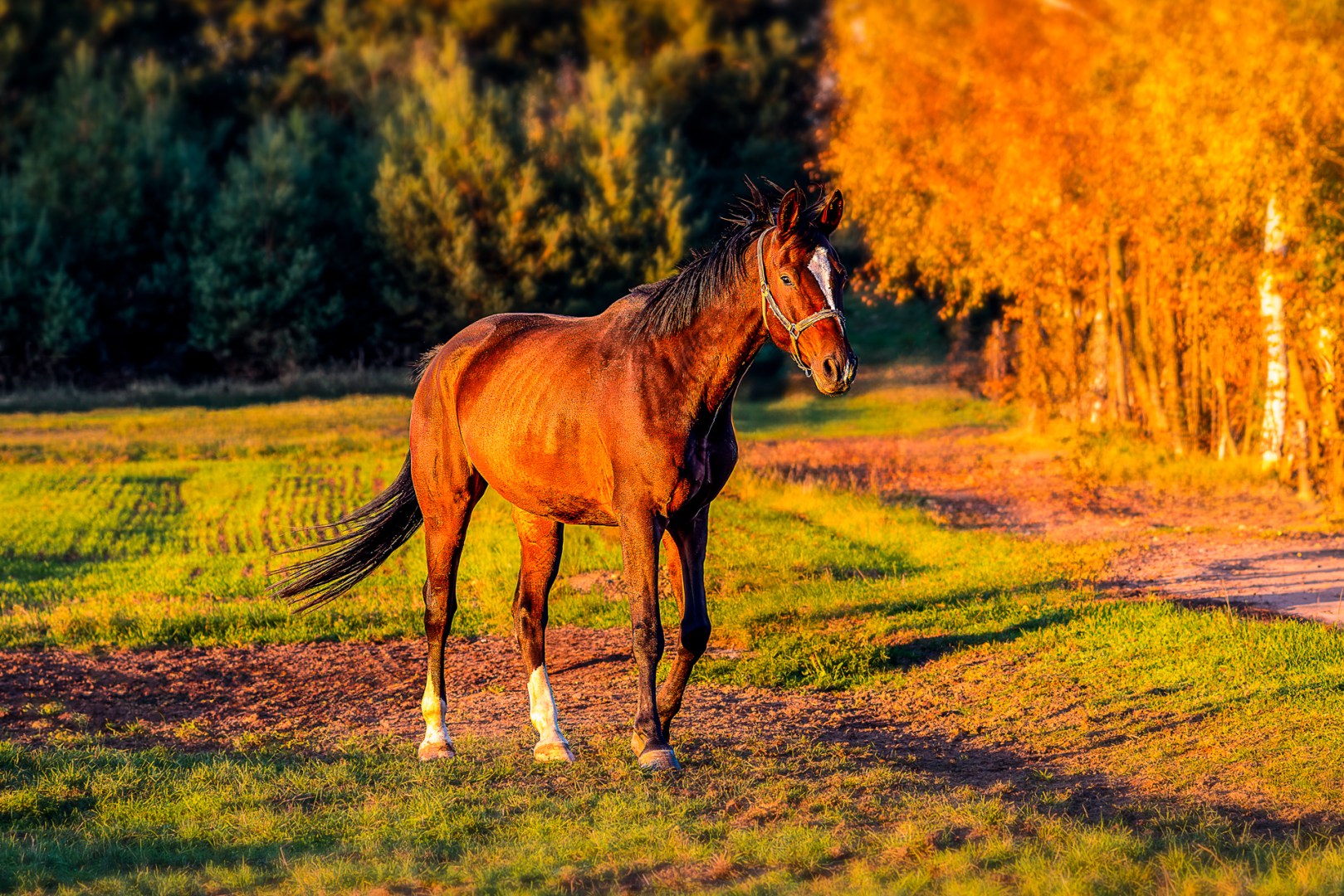 Brown horse standing calmly on a path surrounded by autumn trees and golden sunlight