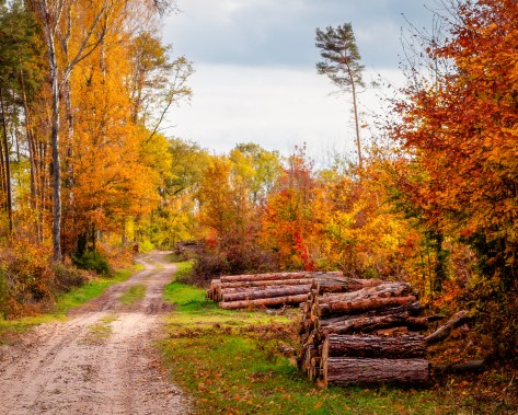 A forest road in Poland surrounded by colorful autumn trees and stacked logs along the trail