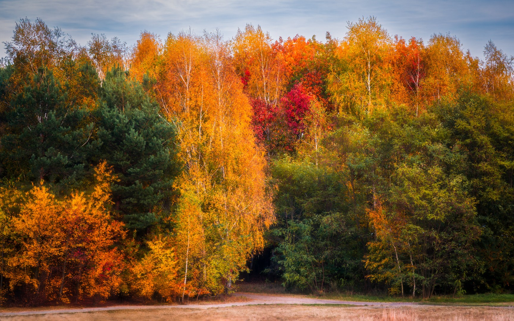 A colorful autumn forest in Poland with golden birch trees, green pines, and a touch of red foliage under a soft evening sky