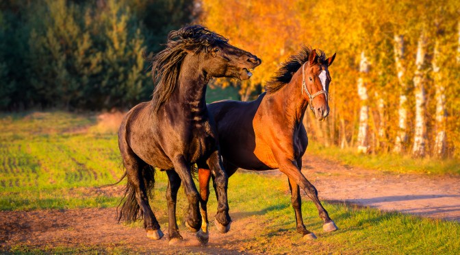 Two horses playing on a forest path during golden hour in autumn, warm sunlight and birch trees in the background