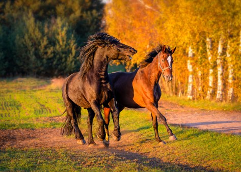 Two horses playing on a forest path during golden hour in autumn, warm sunlight and birch trees in the background
