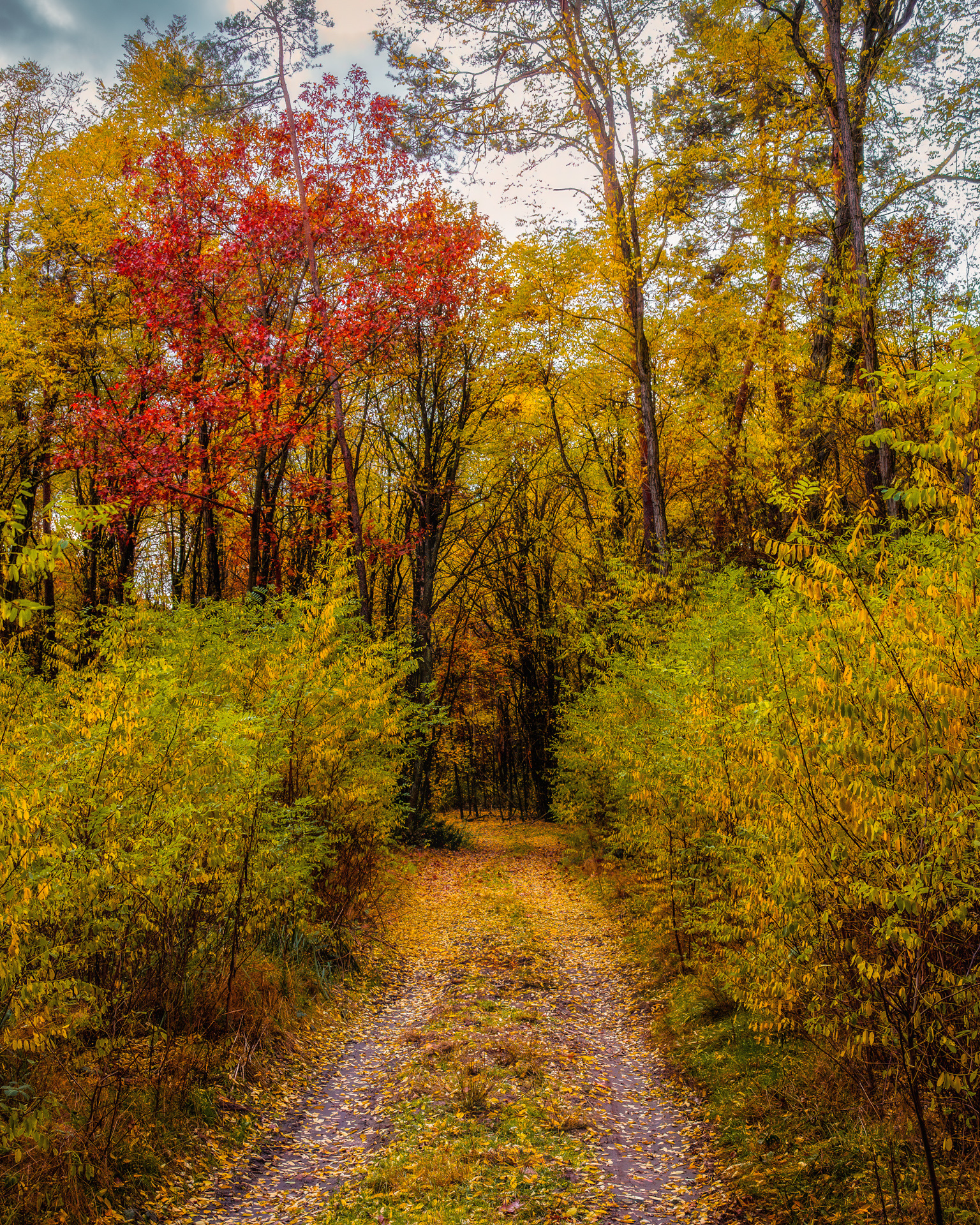 Forest path surrounded by golden and red autumn leaves in Poland