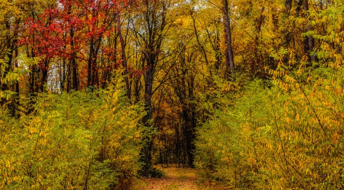 Forest path surrounded by golden and red autumn leaves in Poland
