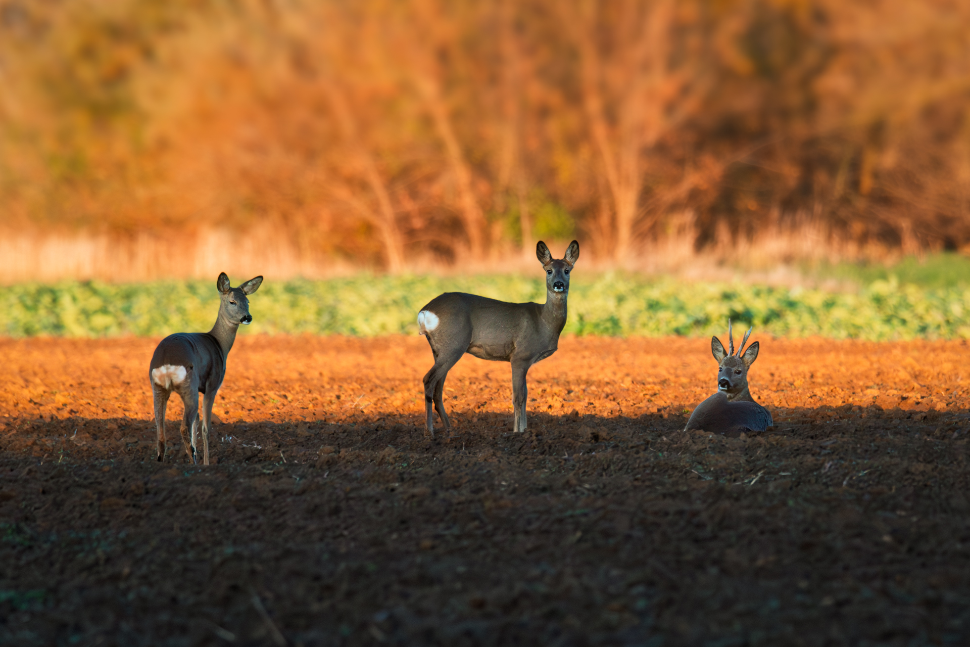 Three roe deer in warm evening light on a ploughed field during a late autumn cycling trip, golden hour wildlife photography