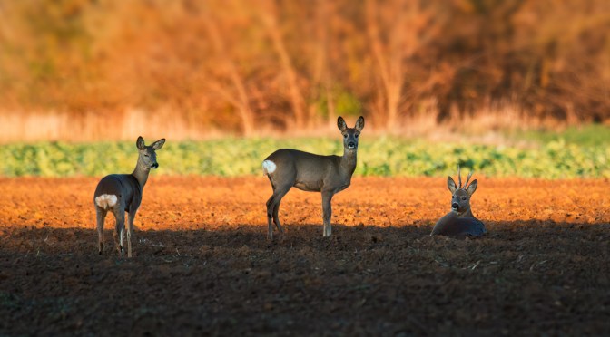 Three roe deer in warm evening light on a ploughed field during a late autumn cycling trip, golden hour wildlife photography