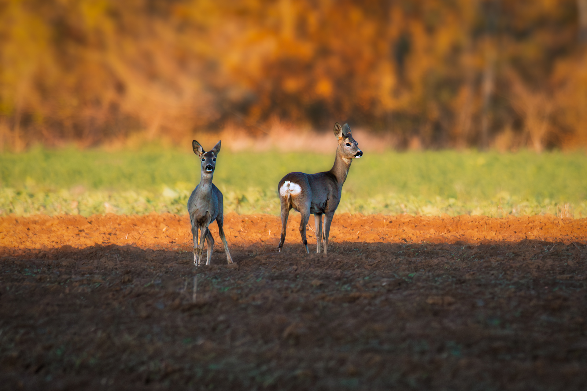 Two roe deer standing in warm evening light on a ploughed field during a late autumn cycling trip, golden hour wildlife photo