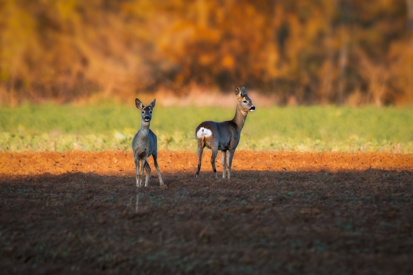 Two roe deer standing in warm evening light on a ploughed field during a late autumn cycling trip, golden hour wildlife photo