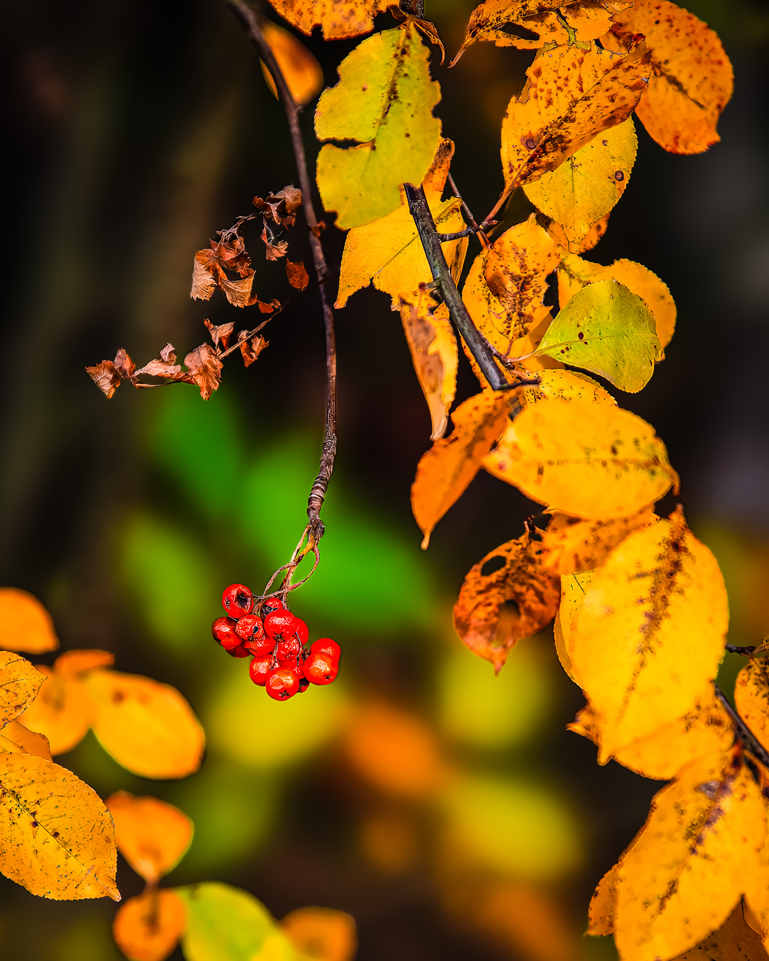 Red berries among golden leaves in autumn, edited in Photoshop for rich tones and soft contrast