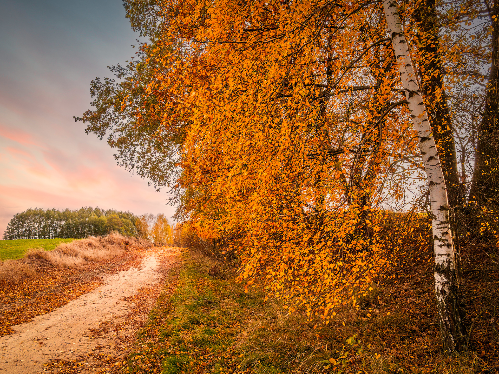 Golden autumn birch trees over a country path under a soft evening sky
