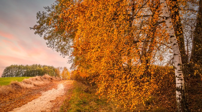 Autumn Photography: Enhancing Warm Tones and Composition in Photoshop