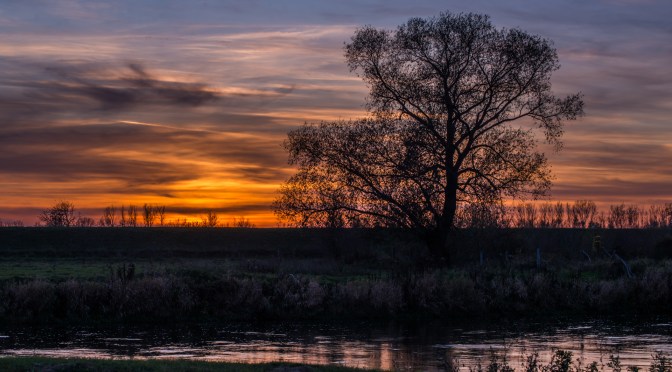 Between Autumn and Winter: Two Views of a Familiar Tree