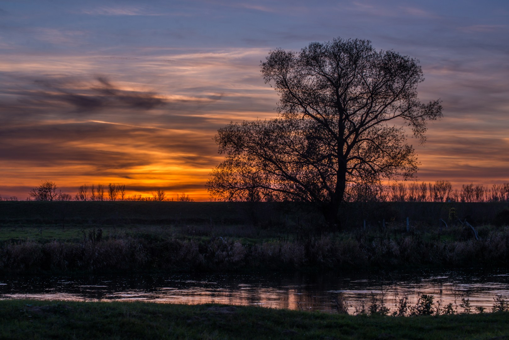 A leafless tree reflected in calm water under a blue and golden November sunset sky