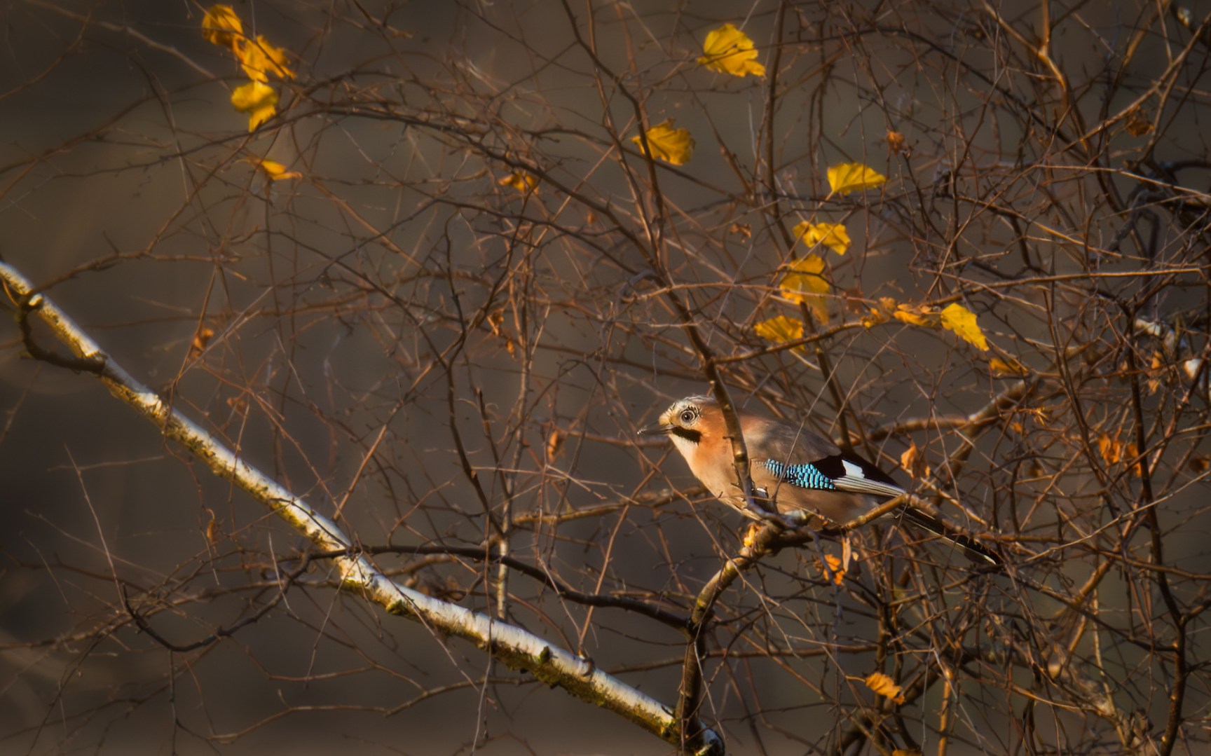 Eurasian jay perched on a birch branch in late autumn near the Warta River in central Poland, photographed at eye level