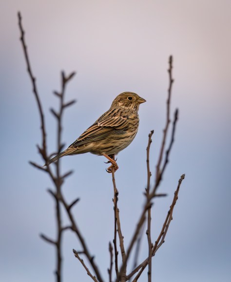 Bird perched on bare branches against a soft pastel evening sky, photographed at dusk