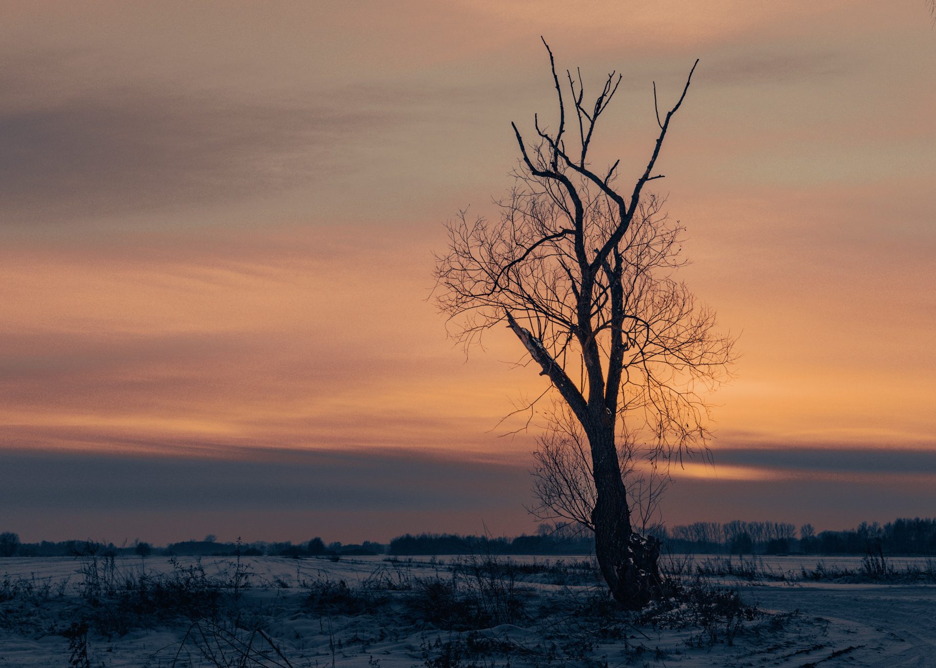 Bare tree in a snowy November field during a warm winter sunrise with soft pastel sky