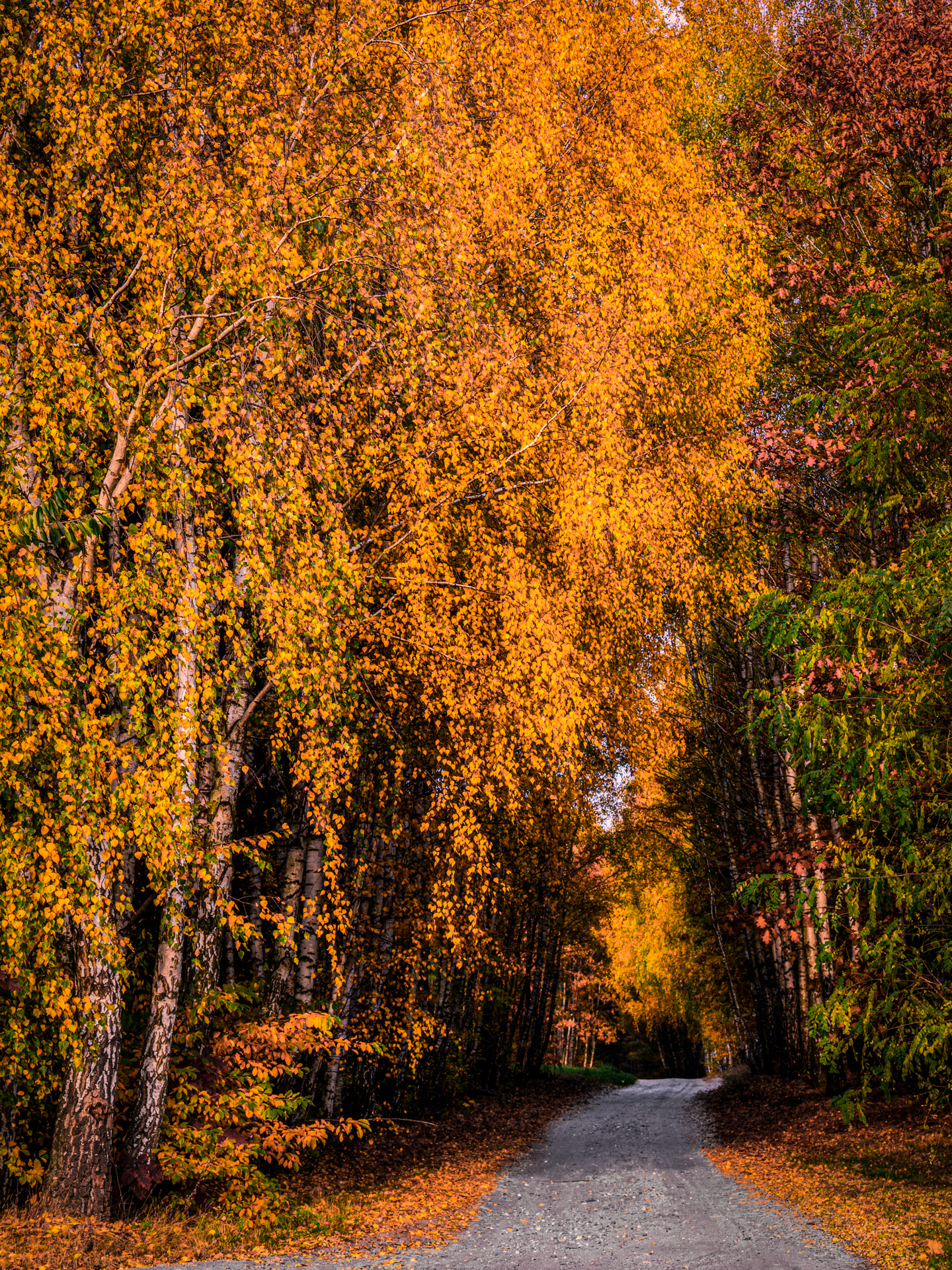 A forest road surrounded by birch trees covered in golden autumn leaves under warm light