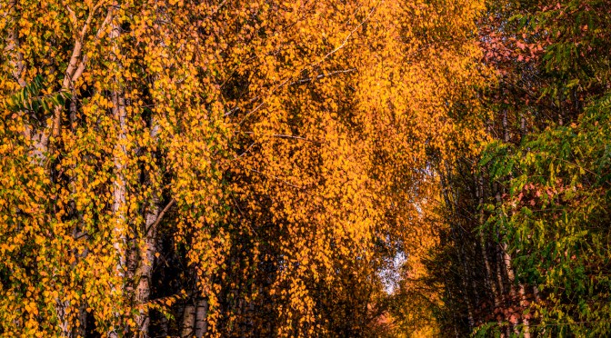 Golden Autumn Glow: A Farewell to the Season of Color