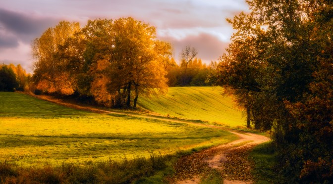 Golden autumn landscape photographed during an evening bike ride — winding dirt path leading through a sunlit meadow with warm golden-hour light and trees in fall colors