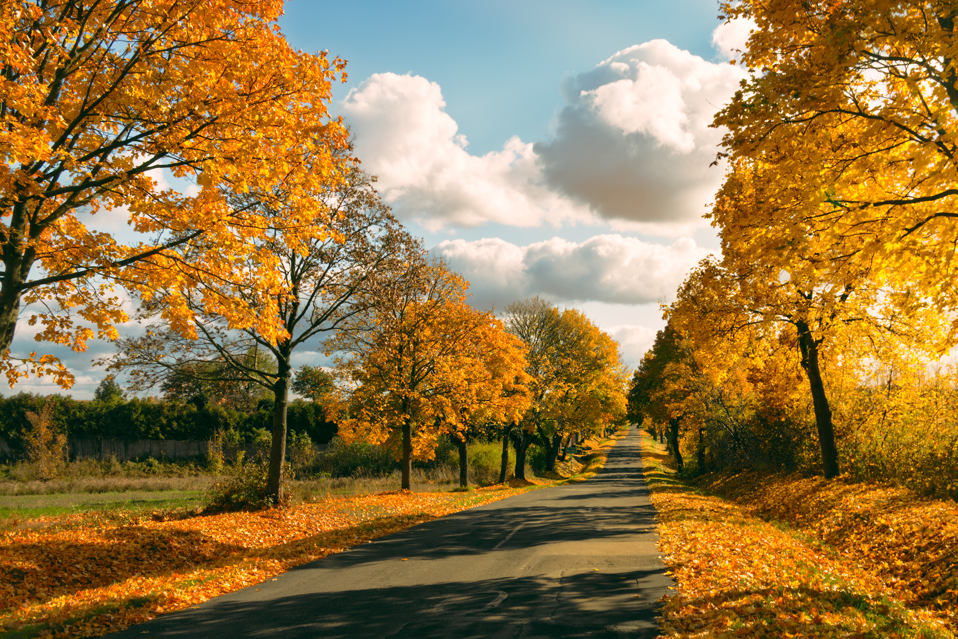 Golden autumn road lined with trees in Warta-Widawka Landscape Park, Poland