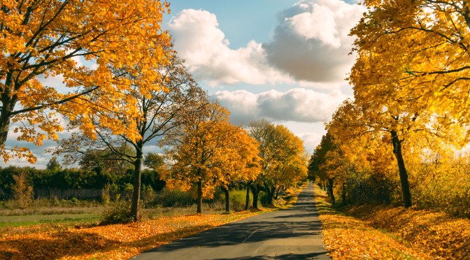 A Golden Ride Through the Warta-Widawka Landscape Park