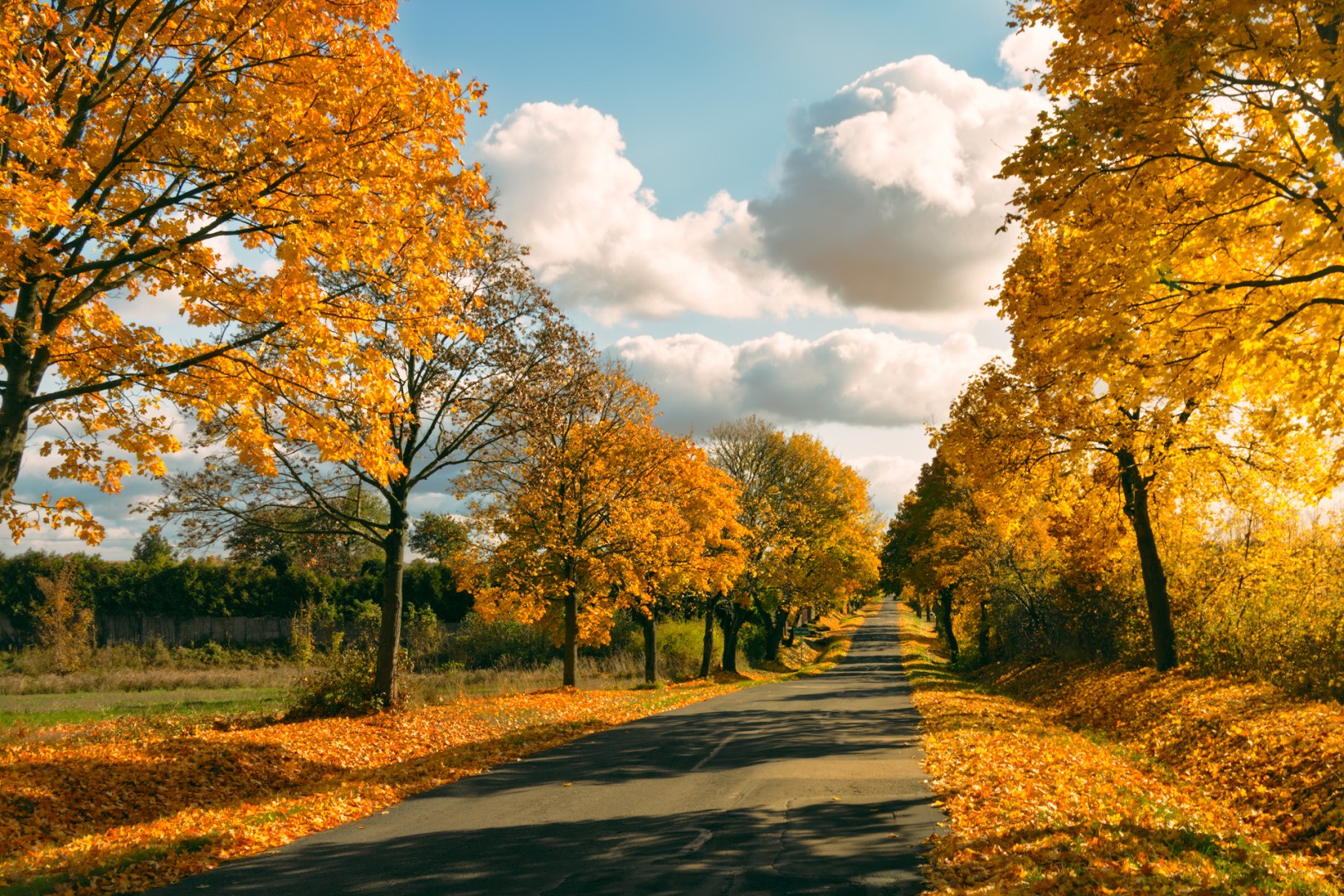 Golden autumn road lined with trees in Warta-Widawka Landscape Park, Poland