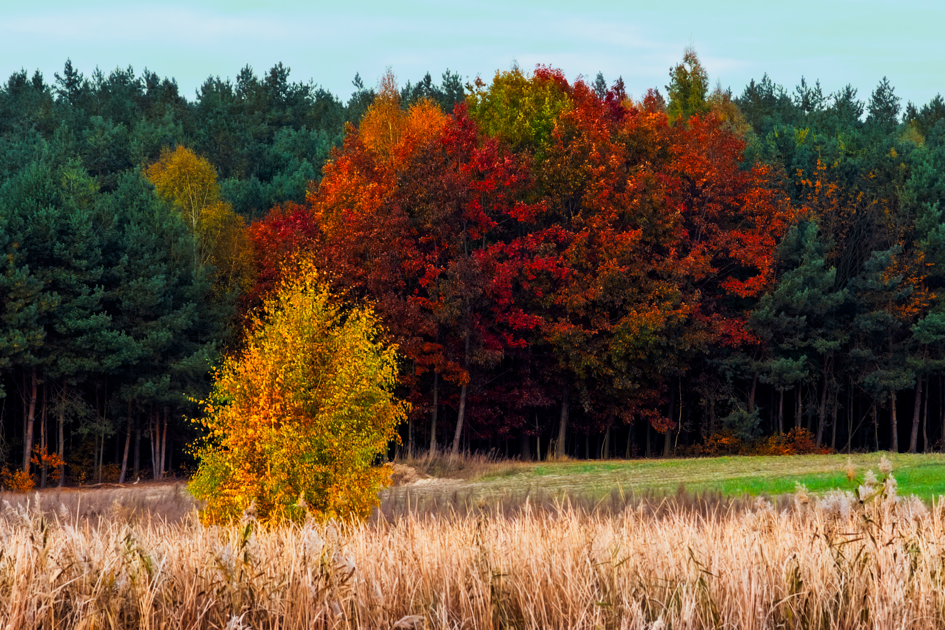 Golden birch in front of red and green forest in autumn light