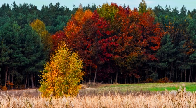Golden birch in front of red and green forest in autumn light
