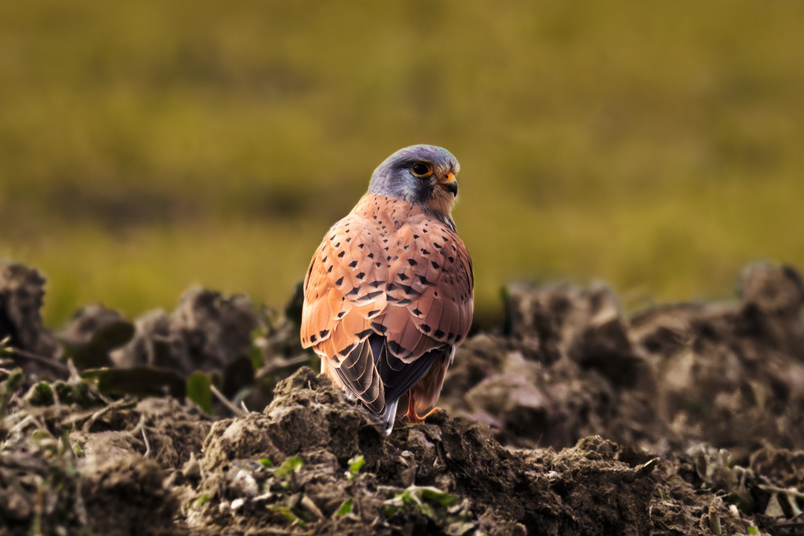 Kestrel standing on a small soil mound with wings folded, late-autumn field