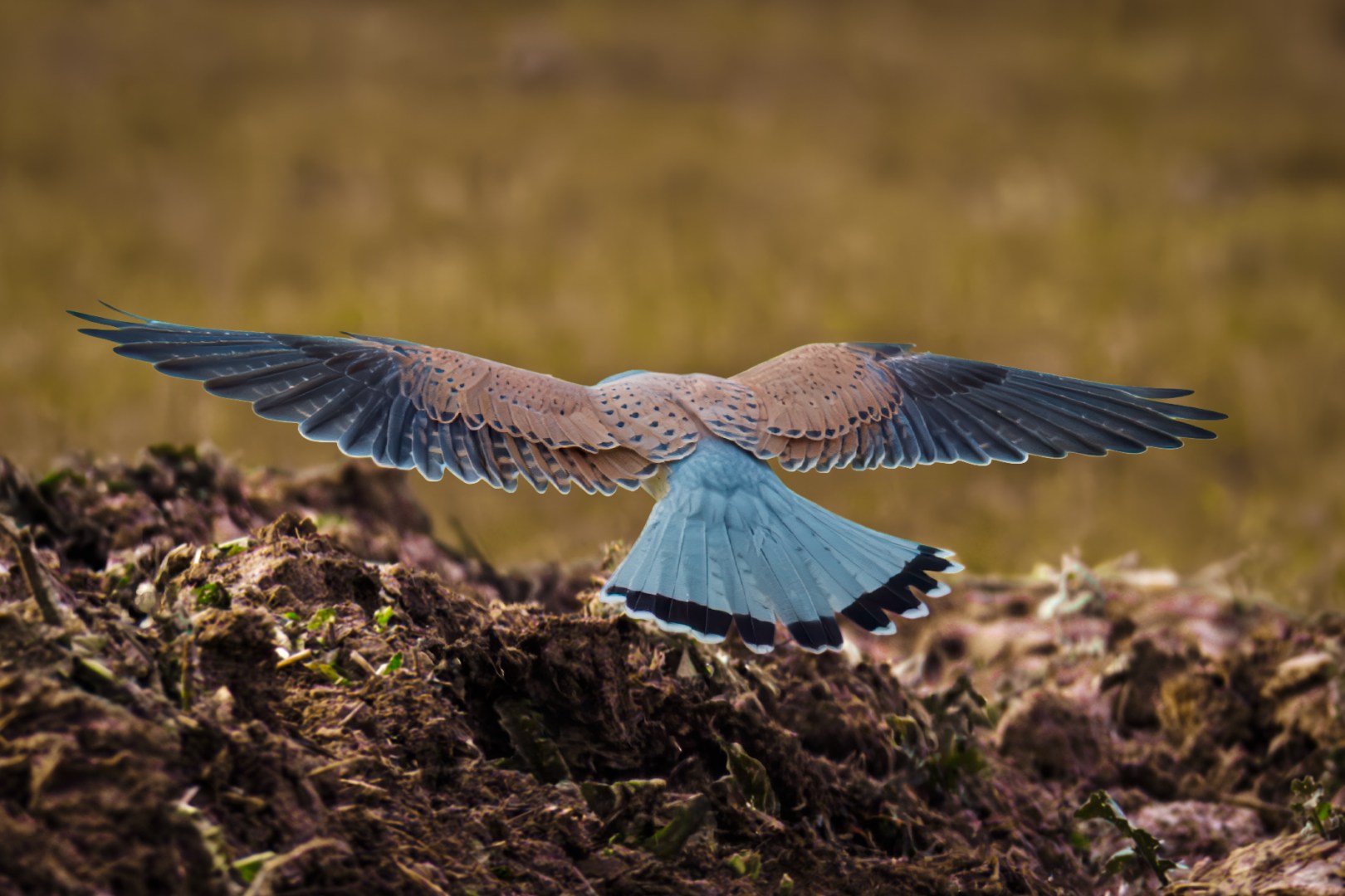 Kestrel photographed from behind with fully open wings on an autumn field