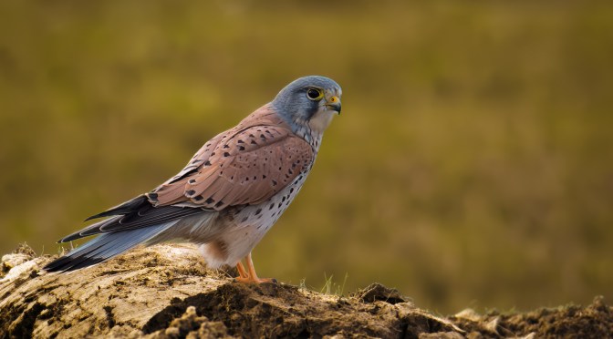 A Quiet Encounter on My Recovery Walk