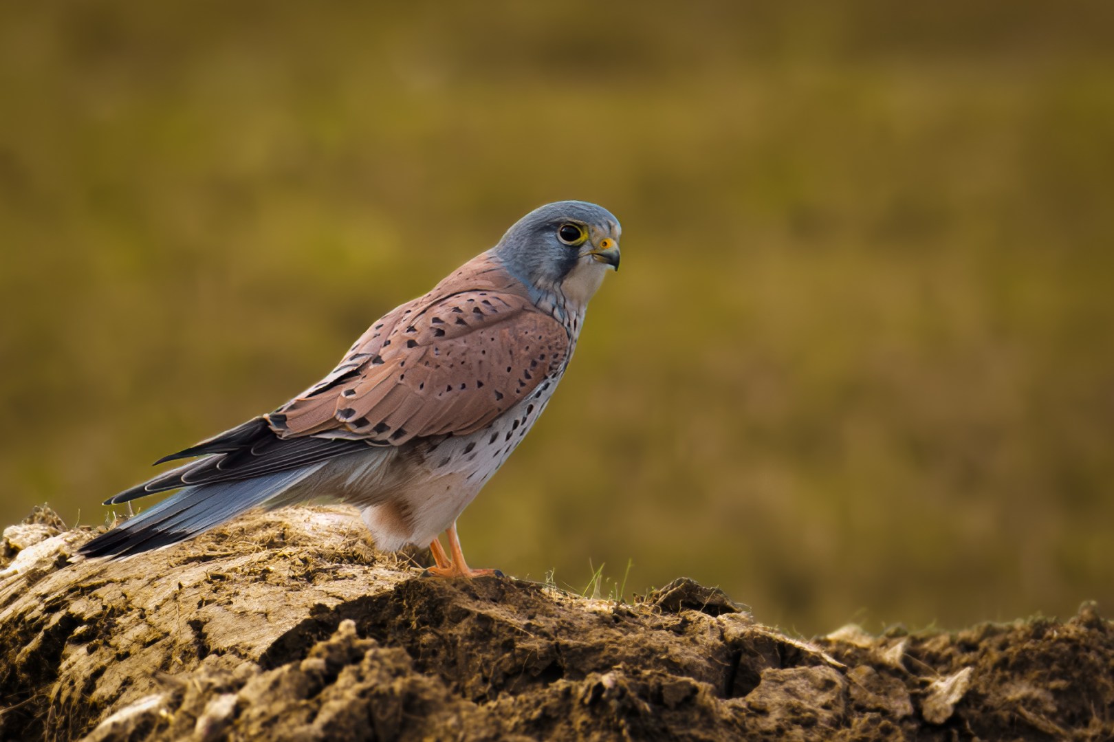Kestrel sitting sideways on a soil mound during a late-autumn afternoon in Poland