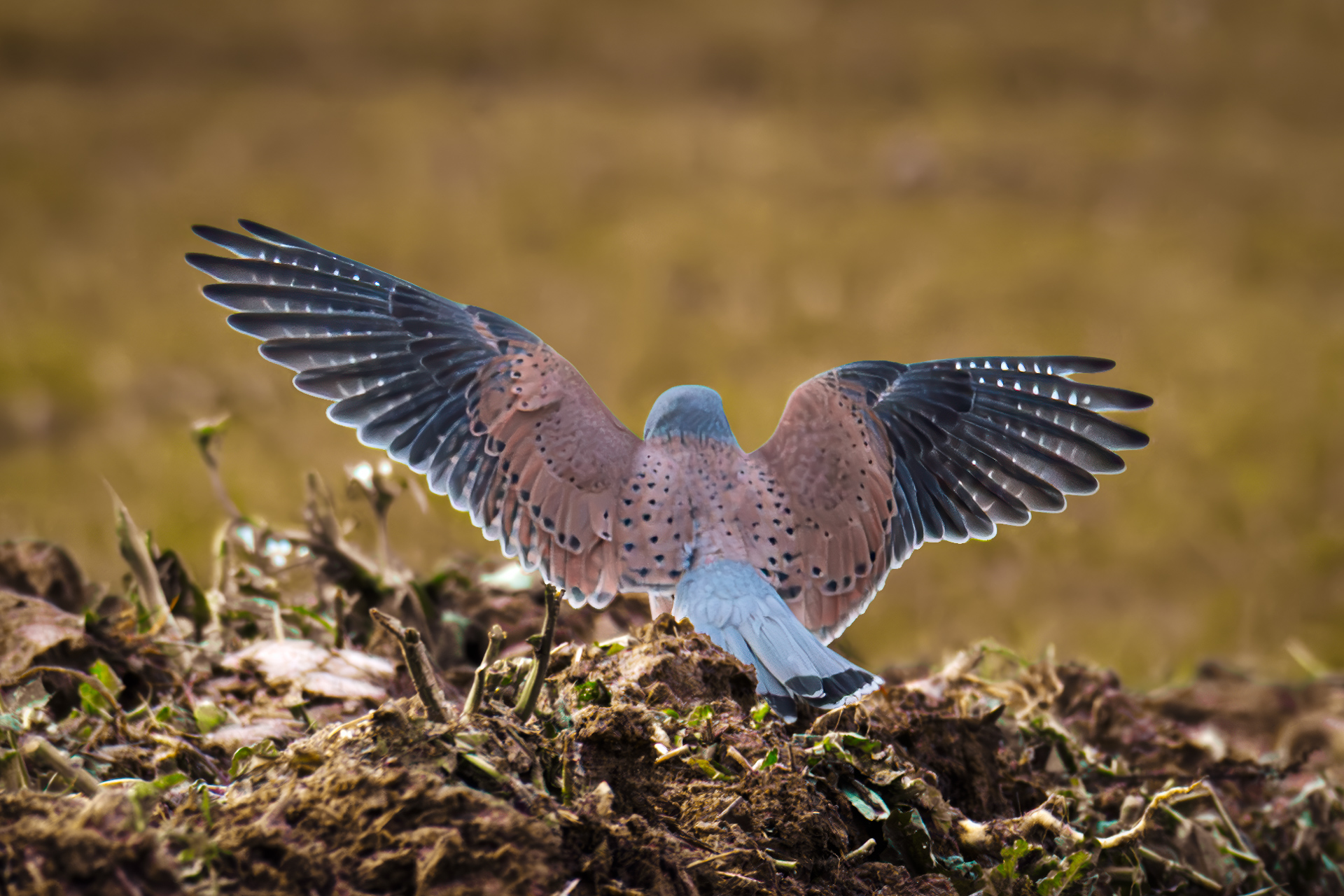 Kestrel walking on the ground of an autumn field during a quiet afternoon