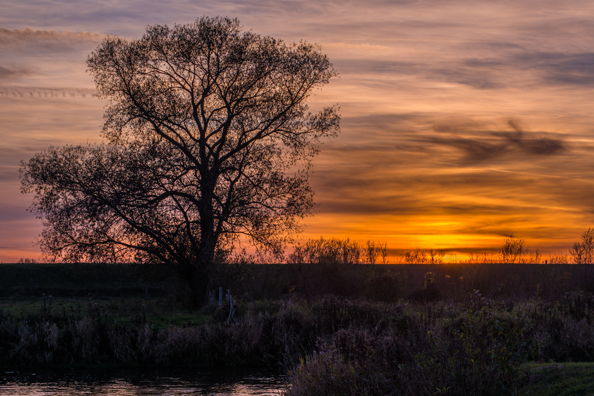 A solitary tree by the water glowing in the warm light of a late autumn sunset